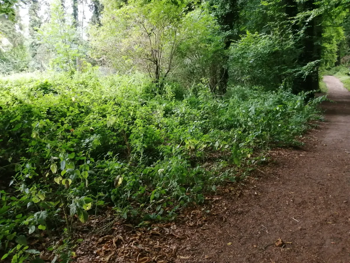 Espace bois d’Etennemare