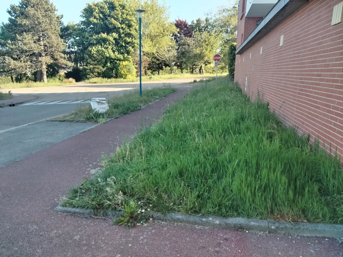 Entretien des tontes à Saint Valery-en-Caux
